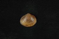 藏品(臺灣蜆)的圖片